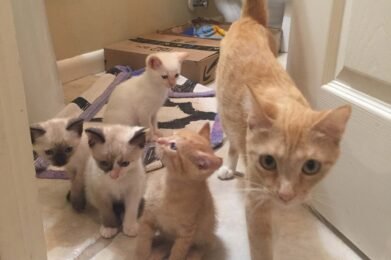 Goldie and Gang